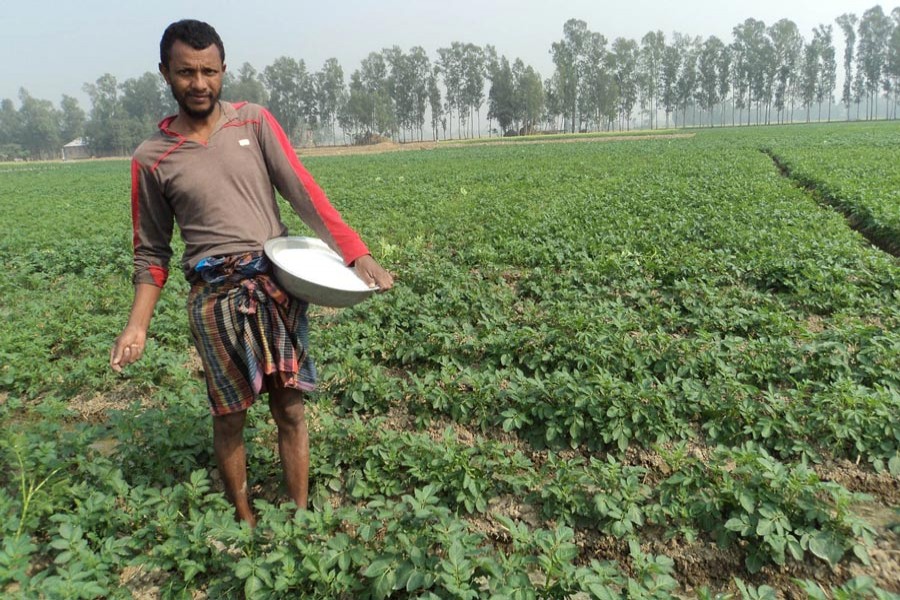 A farmer spreading fertiliser at his potato field in Dakaher village under Dupchanchia upazila of Bogura district	— FE Photo