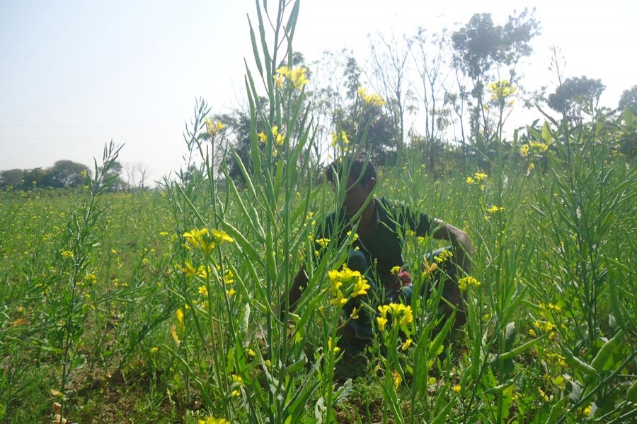 A peasant working in his mustard field at village Jagdal under Sadar upazila in Magura	— FE Photo