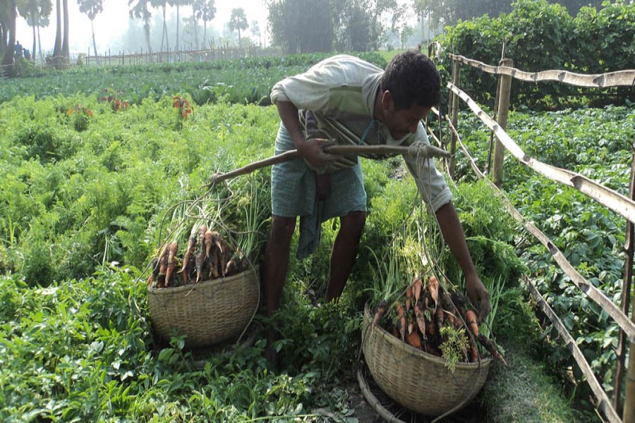 A farmer collecting carrots from his field at Pushinda village under Adamdighi in Bogura district to sell them at Sauil haat. 	— FE Photo