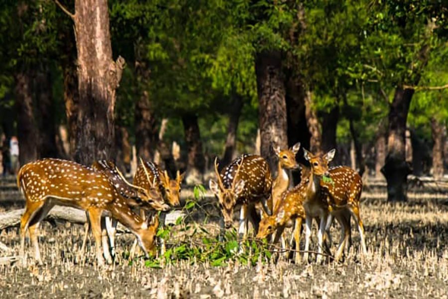 Deer poaching and hunt for venison in Sundarbans continue