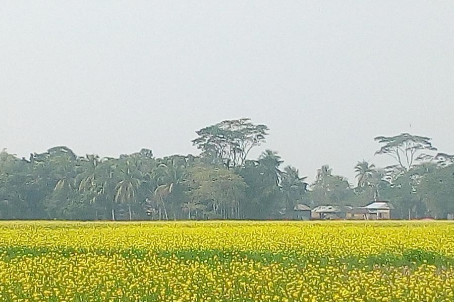 A view of a mustard field at Suktail village under Sadar Upazila in Gopalganj  	— FE Photo