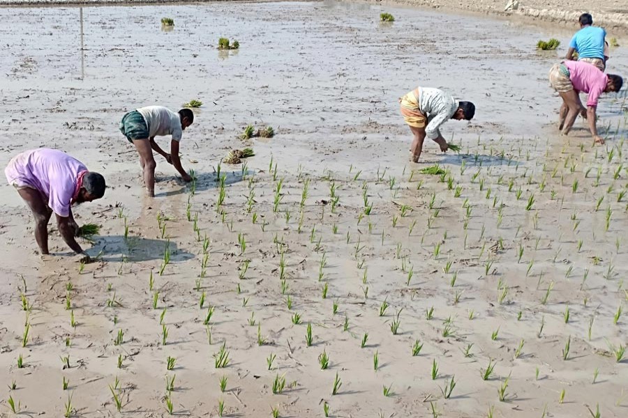 Farm labourers transplanting Boro seedlings in a field at Anderkota village of Mithapukur upazila in Rangpur district 	— FE Photo