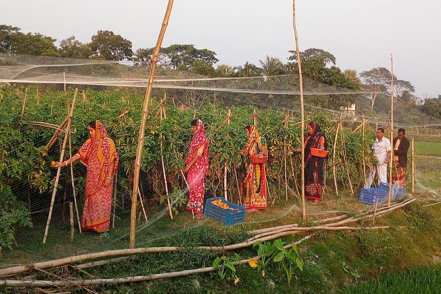 A group of farmers both male and female busy in harvesting tomato from field at Raghunathpur Westpara under Sadar Upazila of Gopalganj district 	— FE Photo