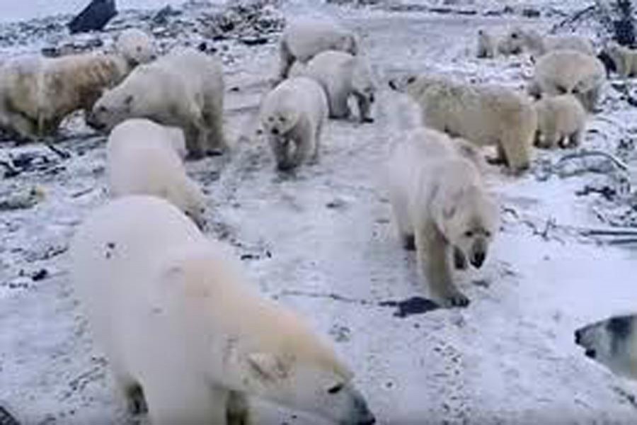 Polar bears invade populated area in Russian town