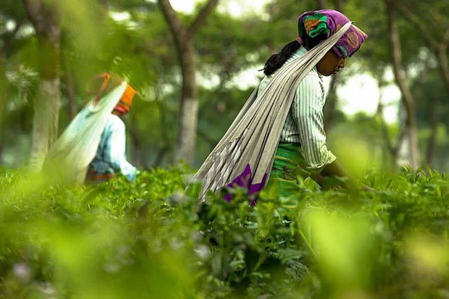 Women at work at a tea garden in Panchagarh. Photo: Wikipedia