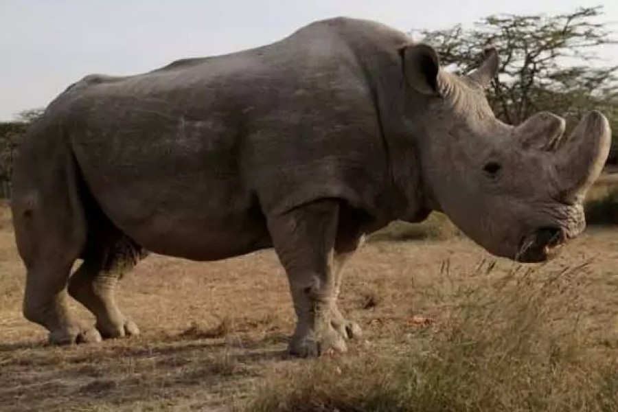 Fewer than 29,000 rhinos are alive in the wild and in captivity.