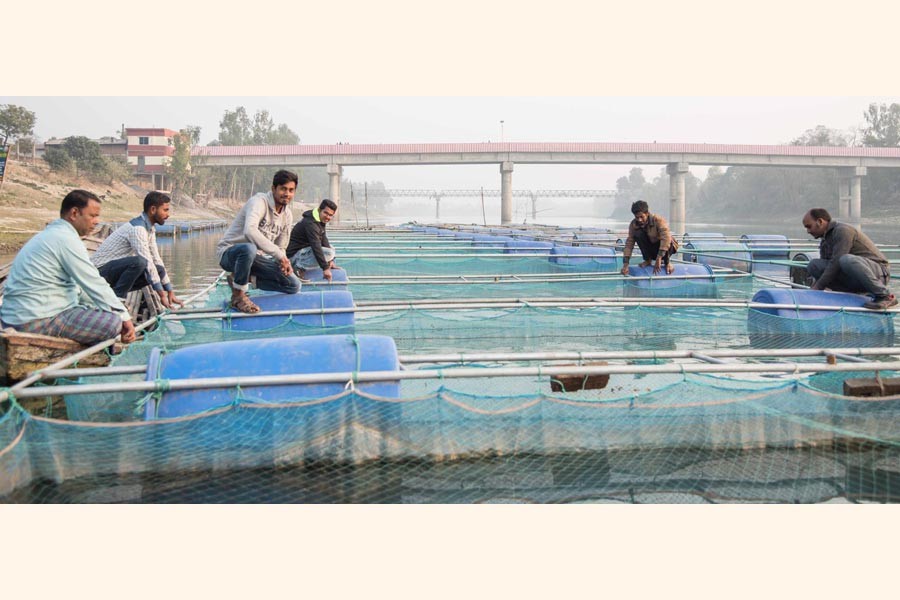 A view of a floating fish farm in Mohadevpur upazila of Naogaon district. The photo was taken on Tuesday    	— FE Photo