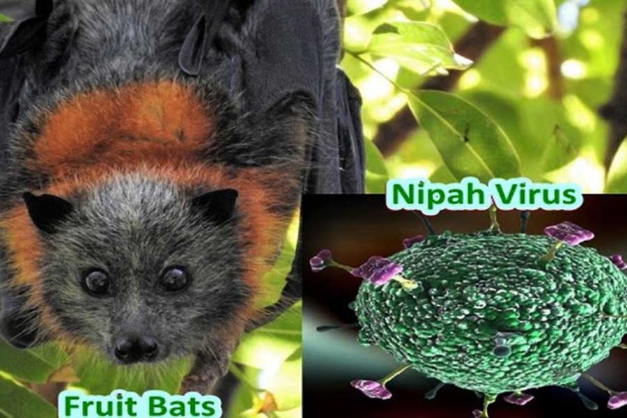 Three ‘infected’ with Nipah virus in Thakurgaon
