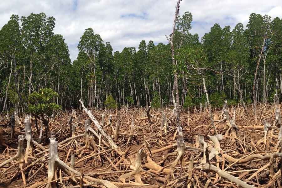 Paying the price for forest depletion   