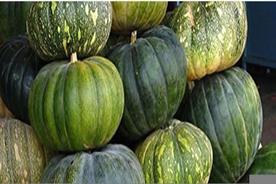 High pumpkin yield  likely in Rangpur