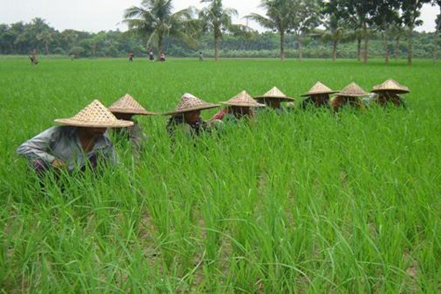 Farmers to produce 3.4m tonnes Boro in Rajshahi
