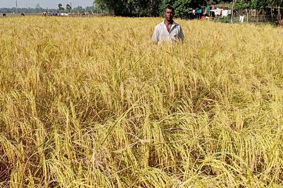 A farmer is seen at his aromatic rice field in Nazirhat area of Rangpur district	— FE file photo