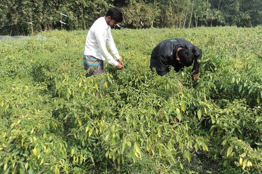 Farmers plucking off-seasonal chilli at Dakaher village in Dupchanchia upazila of Bogura district 	— FE Photo