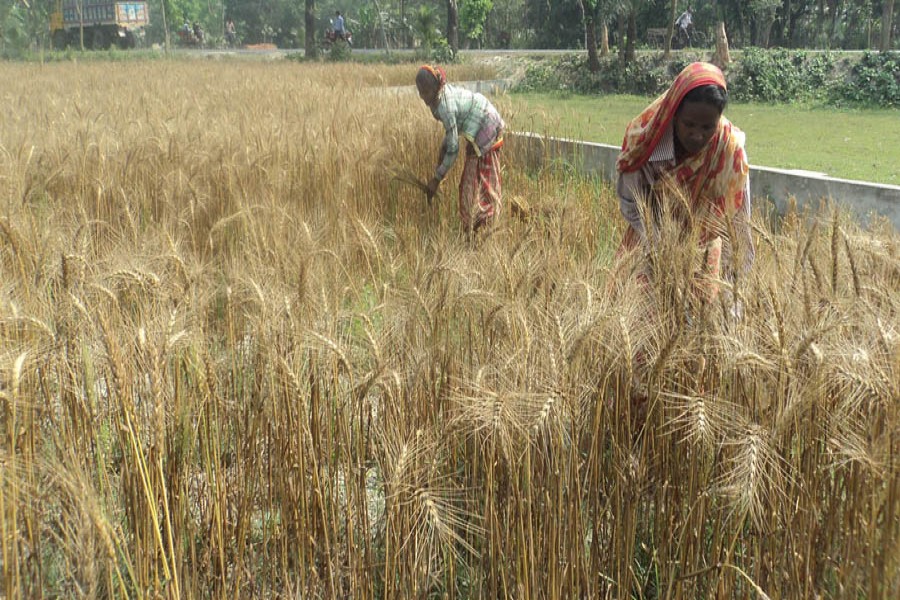 Cultivators harvesting wheat crop at a field in Joypurhat Sadar on Saturday  	— FE Photo