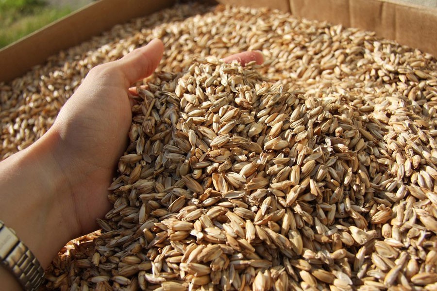 Rangpur wheat cultivators produce 14,482 tonnes less than target