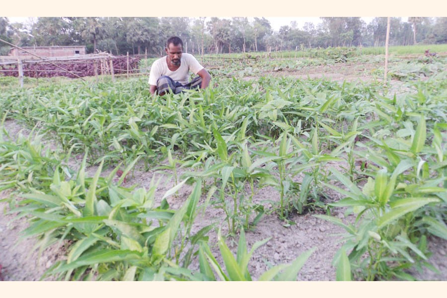A farmer taking care of his water spinach filed in Ambaria village under Adamdighi upazila of Bogura district on Wednesday    	— FE Photo