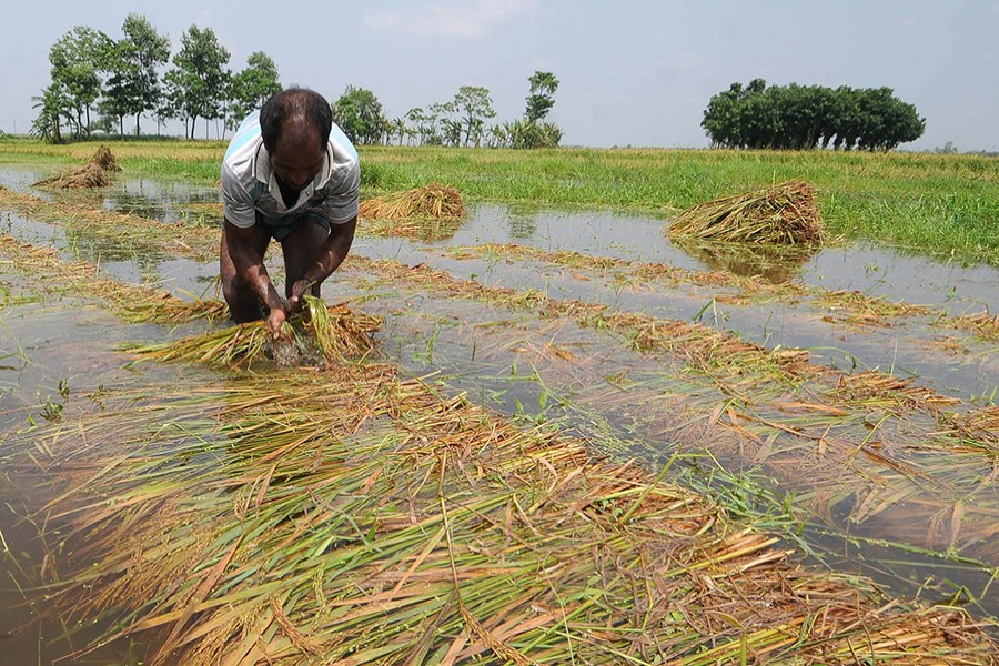 A farmer harvesting his paddy yet to ripen fully in East Bogura on Sunday last in the wake of the cyclone Fani that flattened the field with the crops going under water — Focus Bangla photo
