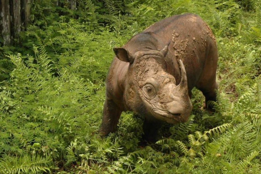 Tam, the last Malaysian Sumatran rhino, has died - Facebook: WWF Malaysia/Engelbert Dausip