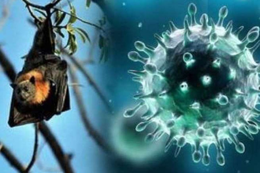 Nipah virus resurfaces in Kerala