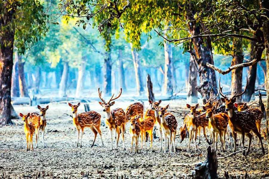 Holidaymakers throng Sundarbans