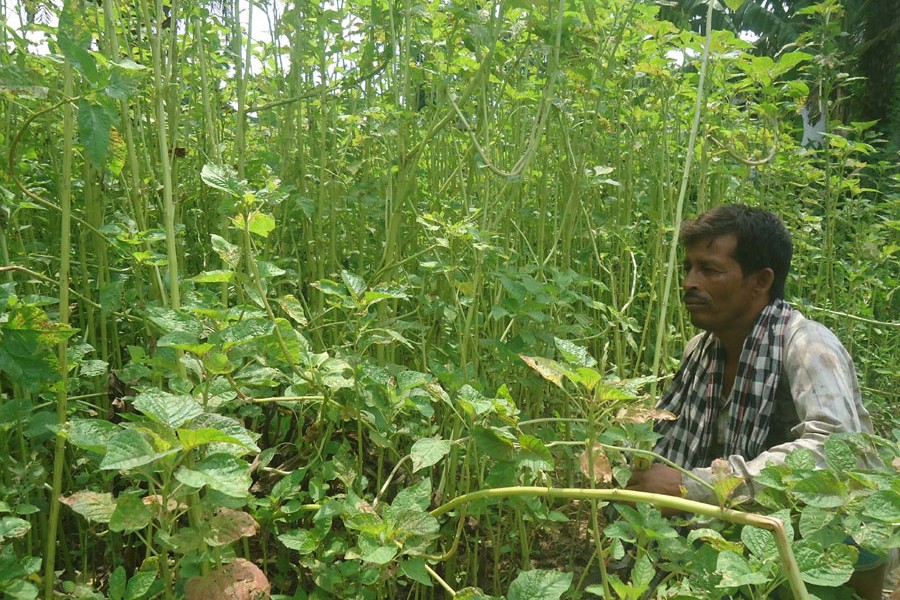 A farmer harvesting stick spinach at his field at Nalidanga village under Magura Sadar on Tuesday    	— FE Photo