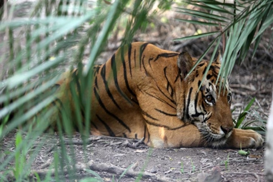Unesco delays decision on Sundarbans as China, India step in