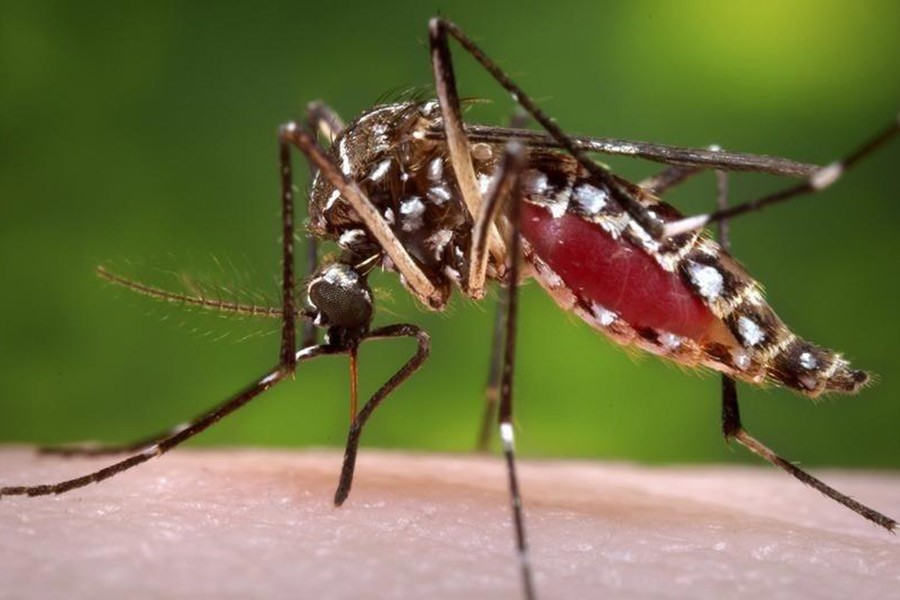 '152 dengue patients hospitalised in 24 hours'