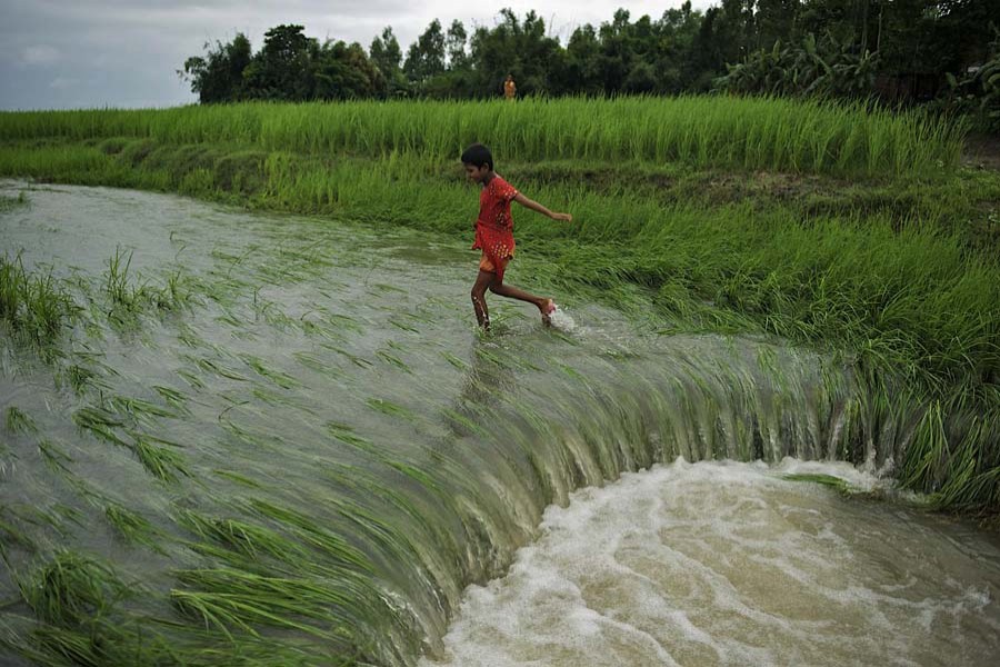 A paddy field is inundated after flooding at Astomir Char of Kurigram's Chilmari Upazila (Photo Courtesy: Unicef)