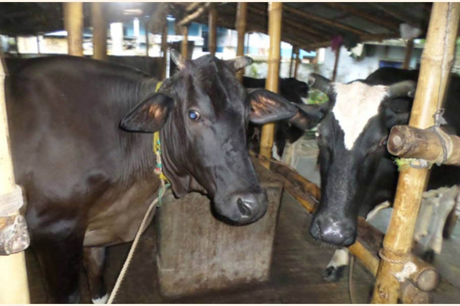 Experts ask rearers not to use steroid for cow fattening