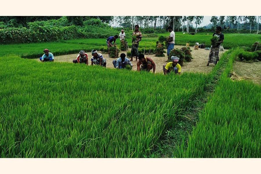 Farm labourers collecting T-Aman paddy seedlings from a plot of seedbed in Mohadevpur upazila of Naogaon on Tuesday	— FE Photo