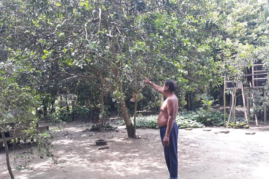 A grower showing his pomelo trees at his homestead orchard at Chapail under Gopalganj Sadar upazila on Wednesday 	— FE Photo