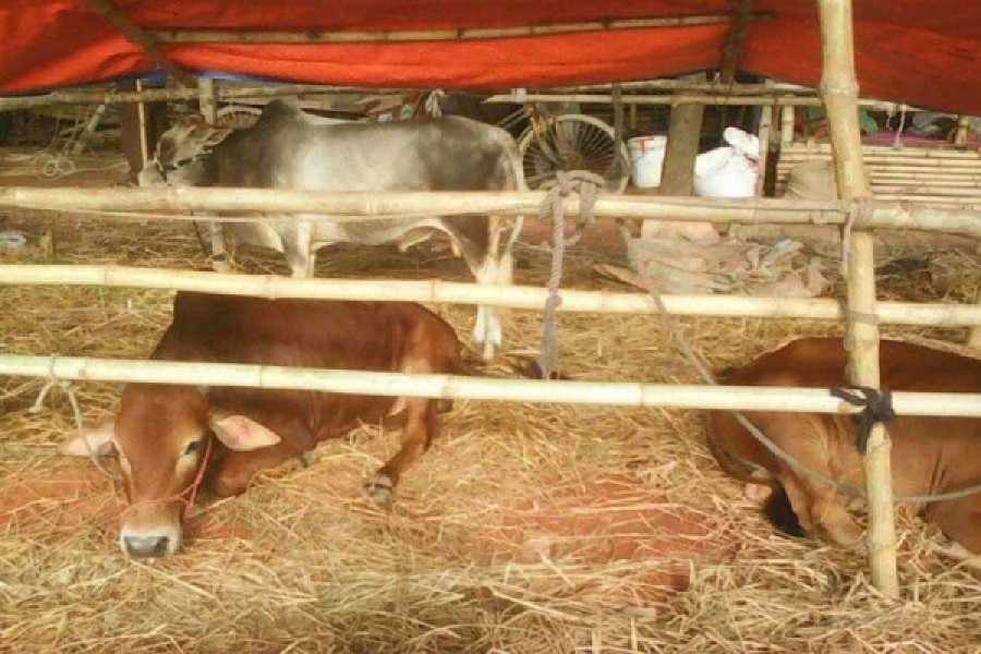 Self-sufficiency in livestock   