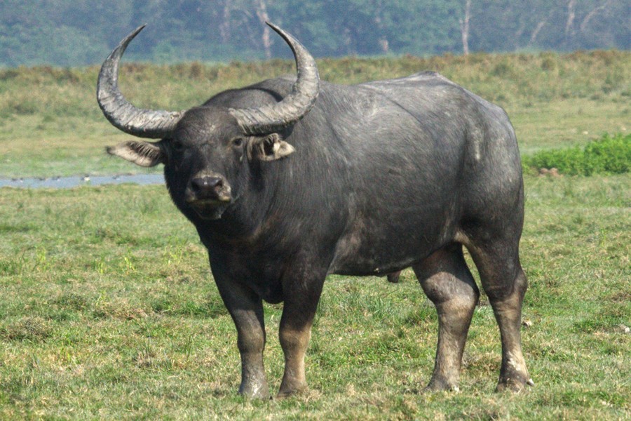 11 injured in Tangail buffalo attack