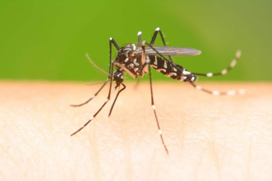 Two more dengue patients die
