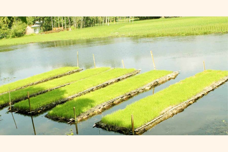 A view of some floating Aman seedbeds in Nijpara village under Kawnia upazila of Rangpur district    	 	— FE Photo