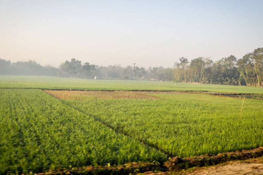 The state of crop insurance in Bangladesh