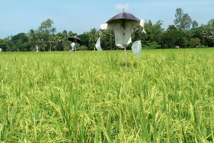 A partial view of an Aus paddy field under Mohanpur upazila in Rajshahi district     	— FE Photo