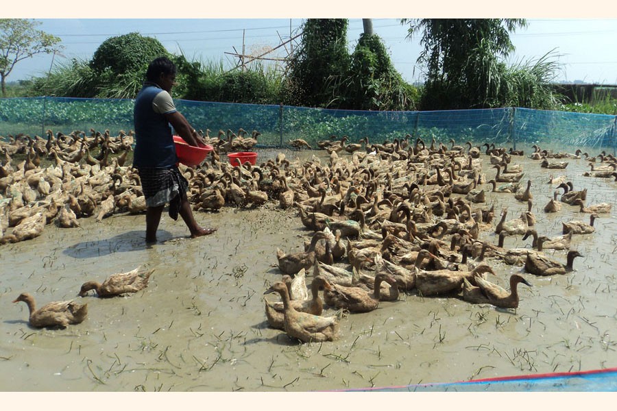 A youth feeding the ducks at his farm at Madhupara union under Atgharia upazila in Pabna district	— FE Photo