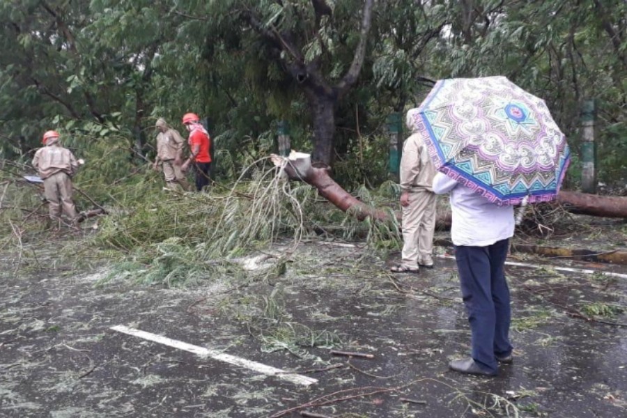 - NDRF personnel clearing the uprooted trees in Paradip