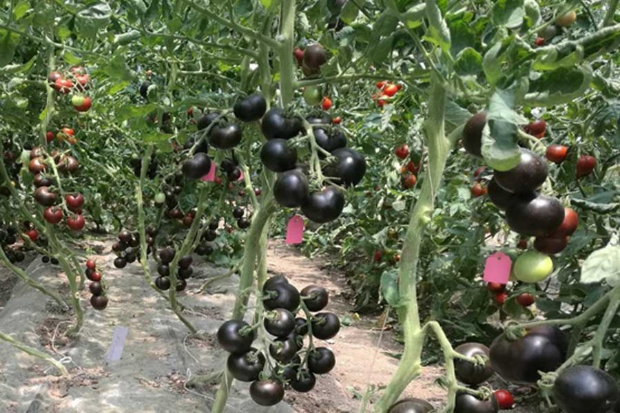 Chinese researchers develop purple tomato