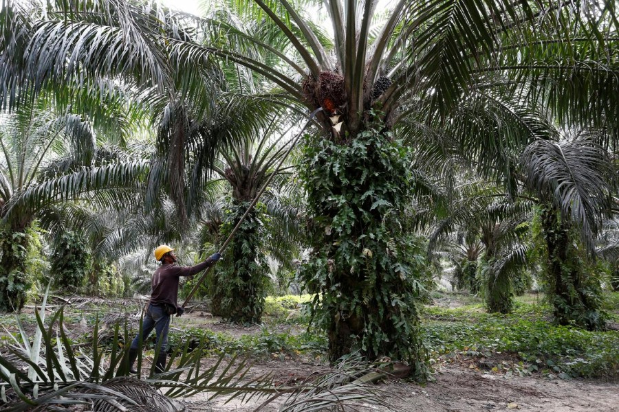 A worker collects palm oil fruits at a plantation in Bahau, Negeri Sembilan, Malaysia, January 30, 2019. Reuters/Files