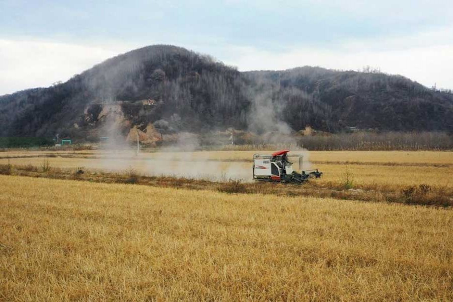 China reduces greenhouse gas emissions in rice production