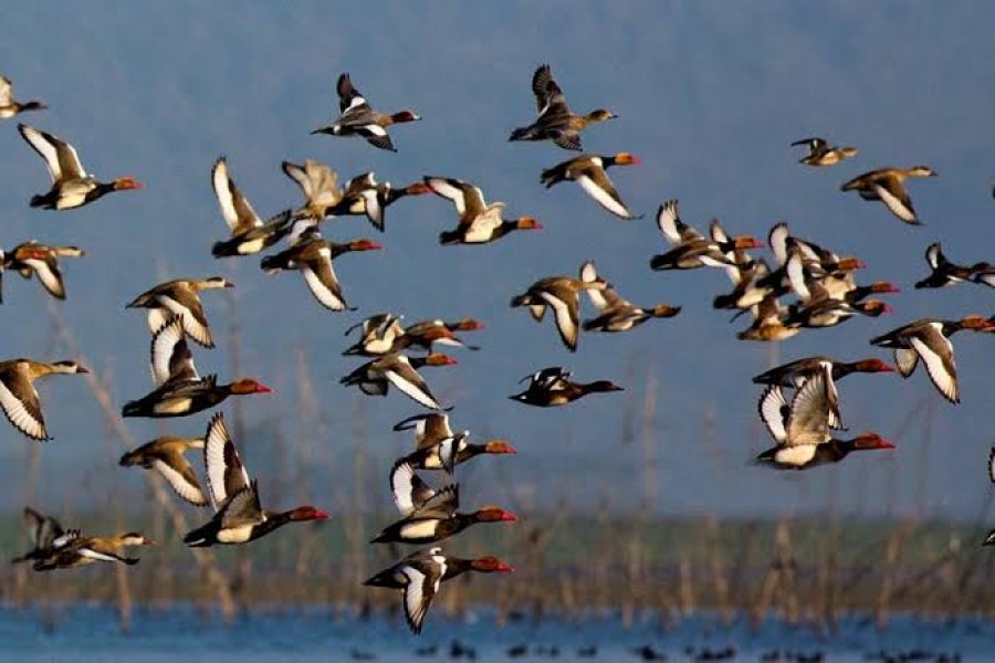 Future of migratory birds   