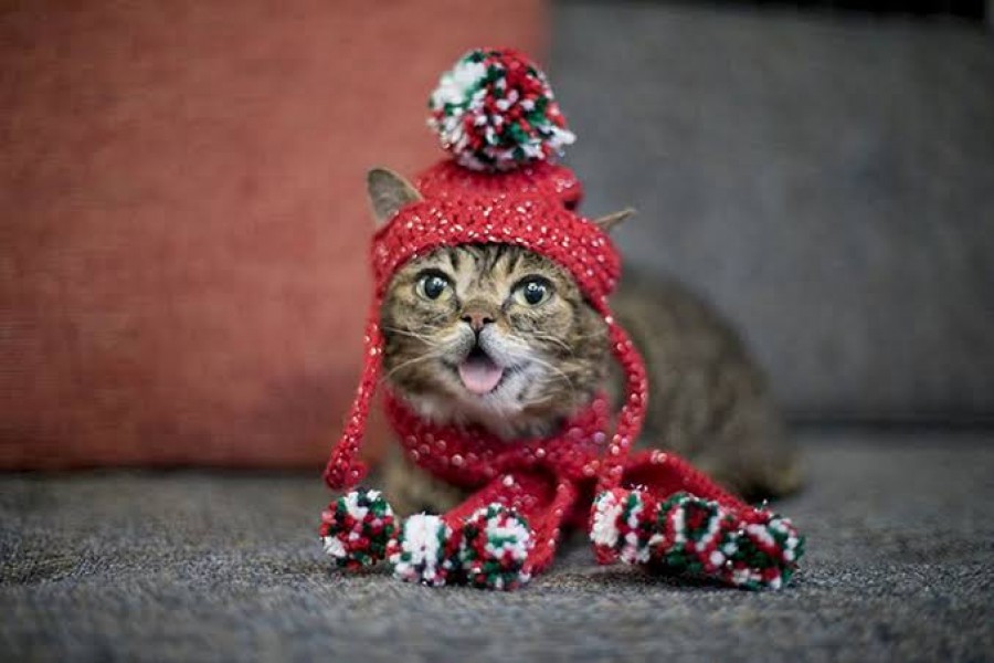 Internet-famous cat Lil Bub dies