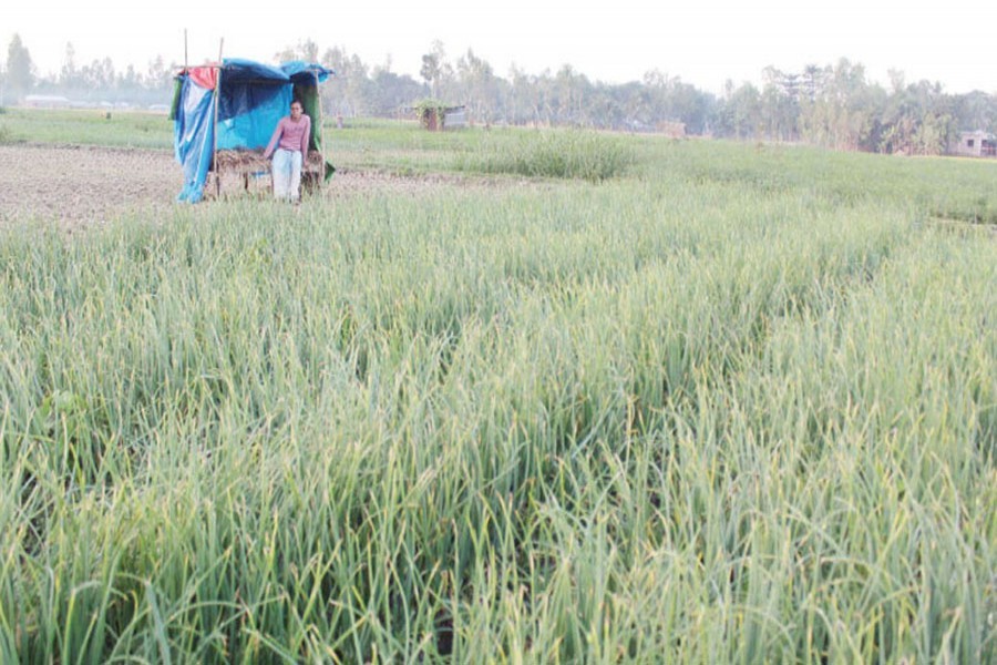 A farmer seen standing guard at a temporary house built in his onion field at Bagjana village under Pachbibi upazila of Joypurhat district to save the immature onion from theft — FE Photo