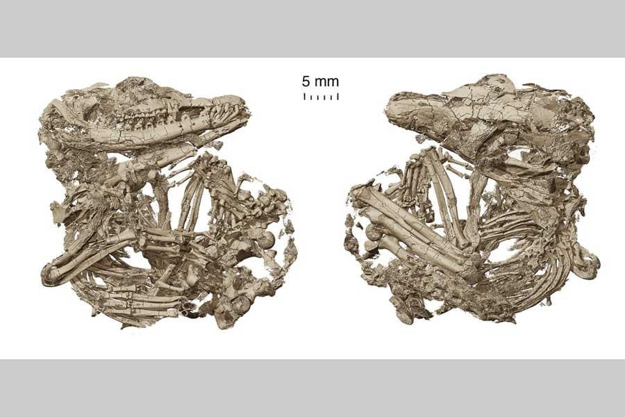 Ancient fossils clarify evolution of mammalian hearing