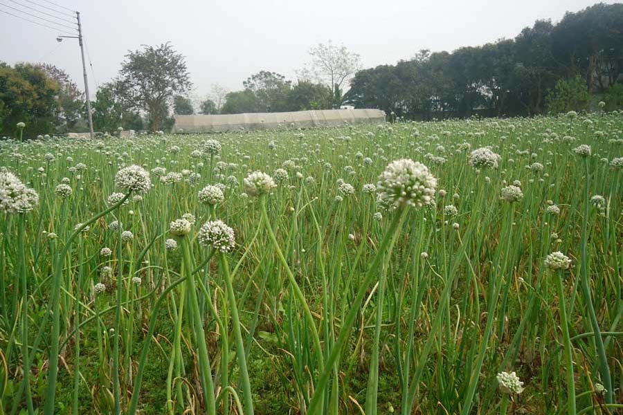 Photo shows a vast field of onion in Magura district		 	— FE Photo
