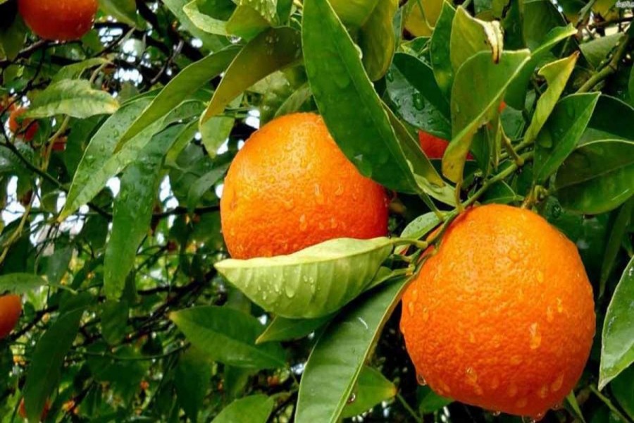 Naogaon sees gradual rise in Malta production
