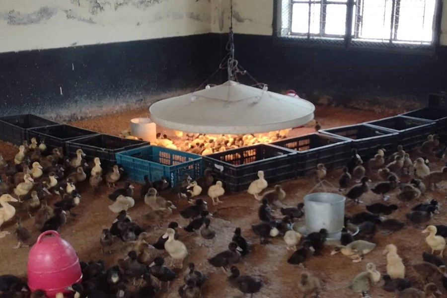 Ducklings being raised at the Mymensingh Regional Poultry Breeding Farm in Mymensingh town — FE/Files