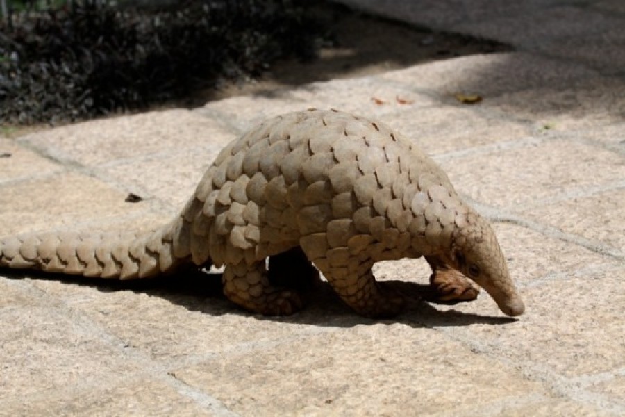 Pangolins found to carry viruses related to COVID-19